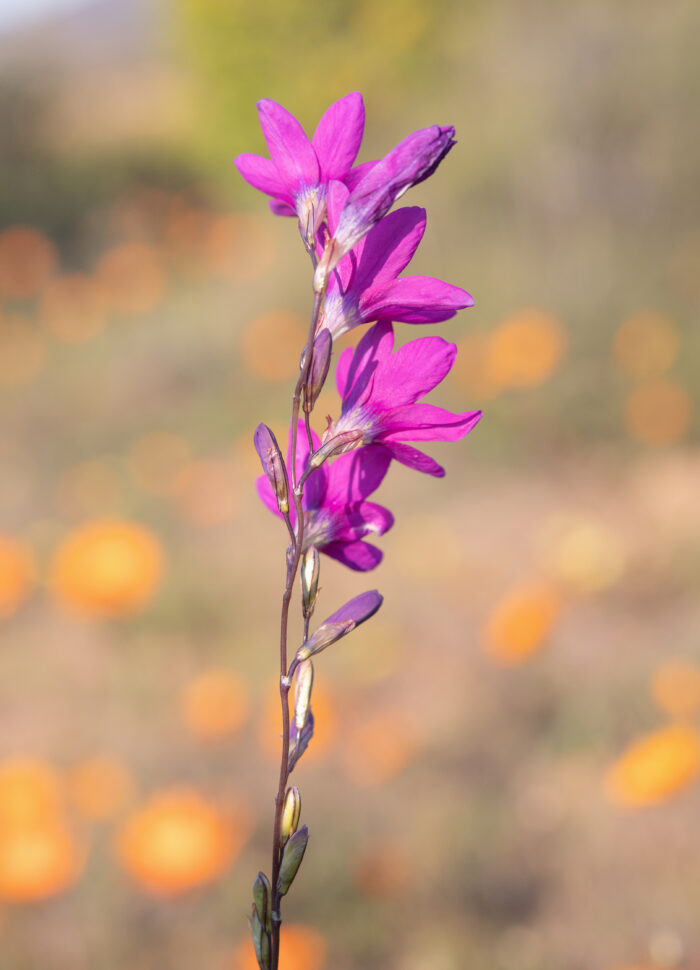 Ixia ramulosa