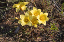 Romulea citrina