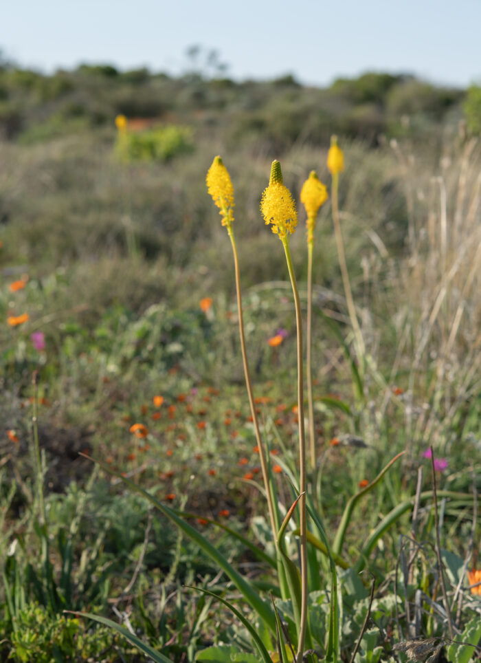 Yellow Catstail (Bulbinella latifolia latifolia)