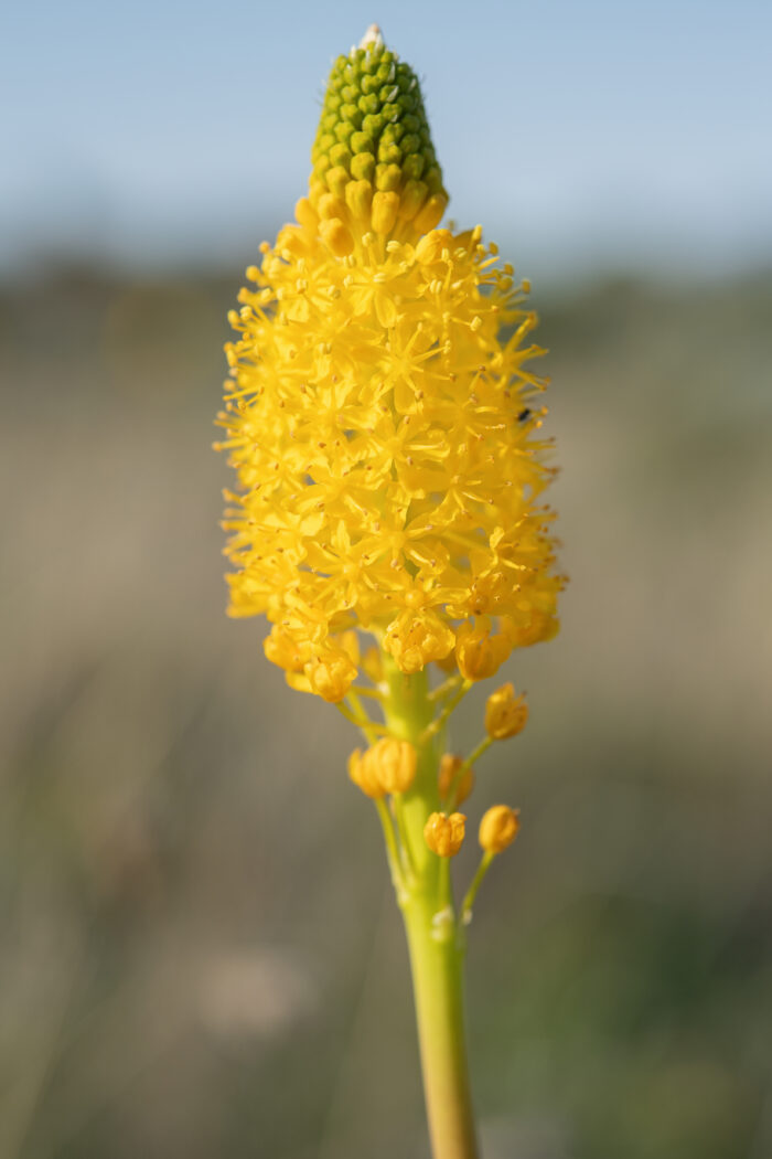 Yellow Catstail (Bulbinella latifolia latifolia)