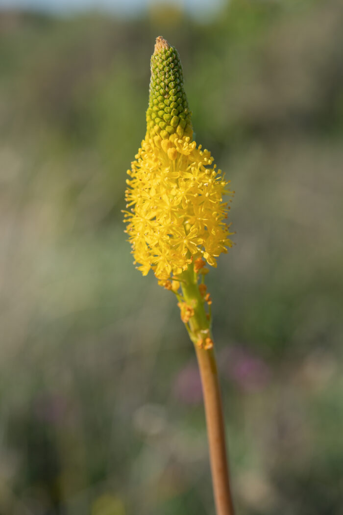 Yellow Catstail (Bulbinella latifolia latifolia)