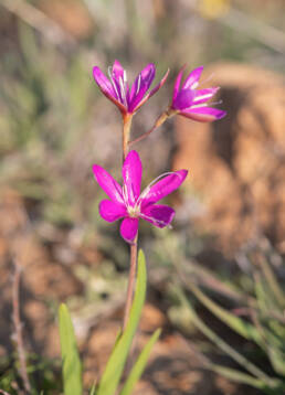 Pink Eveninglily (Hesperantha pauciflora)