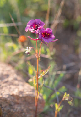 Diascia namaquensis