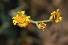 Largeleaf Babooncabbage (Othonna macrophylla)