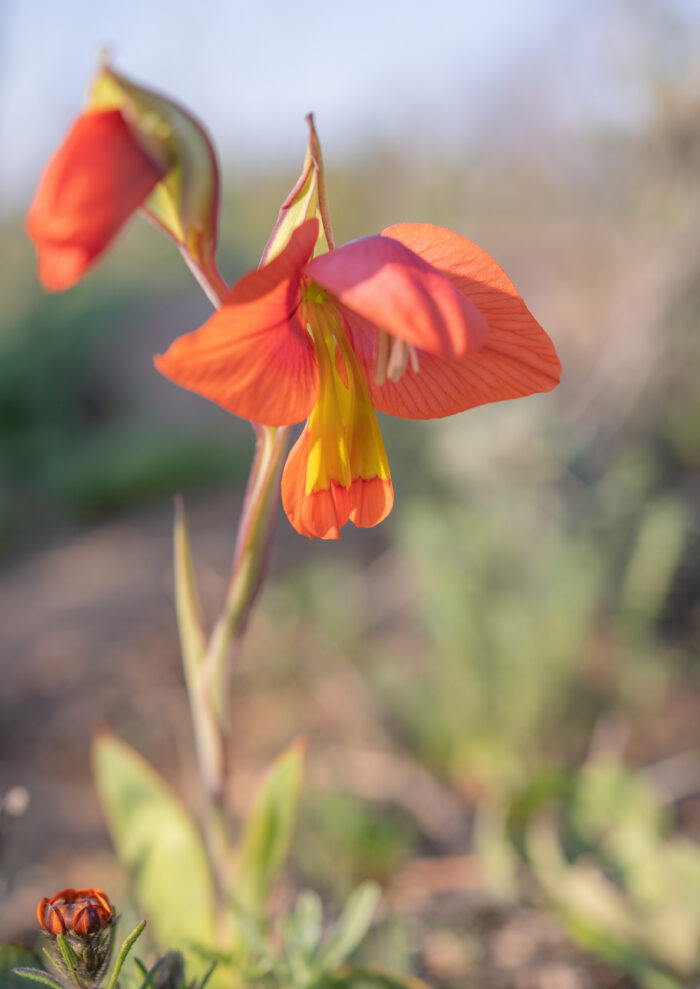 Orange Kalkoentjie (Gladiolus equitans)