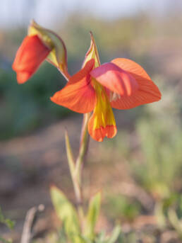 Orange Kalkoentjie (Gladiolus equitans)