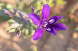 Namaqua Bentflower Bobbejaantjie (Babiana curviscapa)