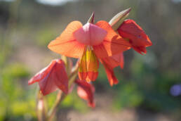 Orange Kalkoentjie (Gladiolus equitans)