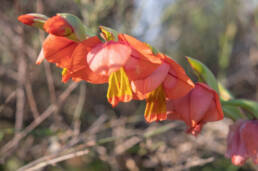 Orange Kalkoentjie (Gladiolus equitans)