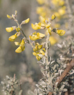 Cape plant (Crotalarieae)