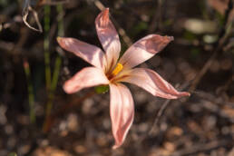 Namaqua Froetang (Romulea namaquensis)