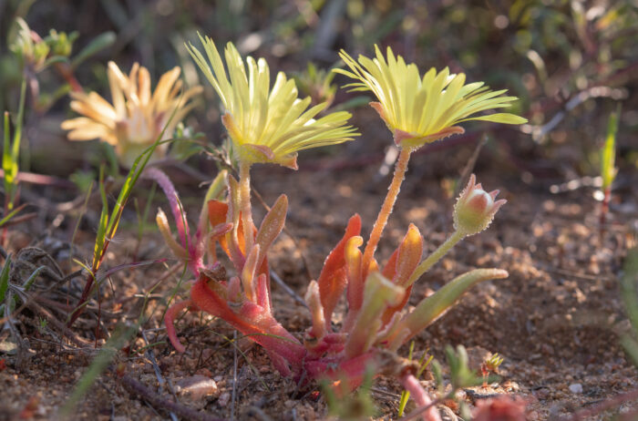 Salad Sandfig (Cleretum papulosum)