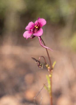 Diascia namaquensis