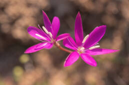 Pink Eveninglily (Hesperantha pauciflora)