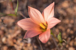 Namaqua Froetang (Romulea namaquensis)