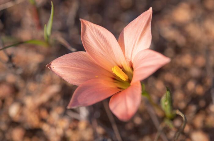 Namaqua Froetang (Romulea namaquensis)