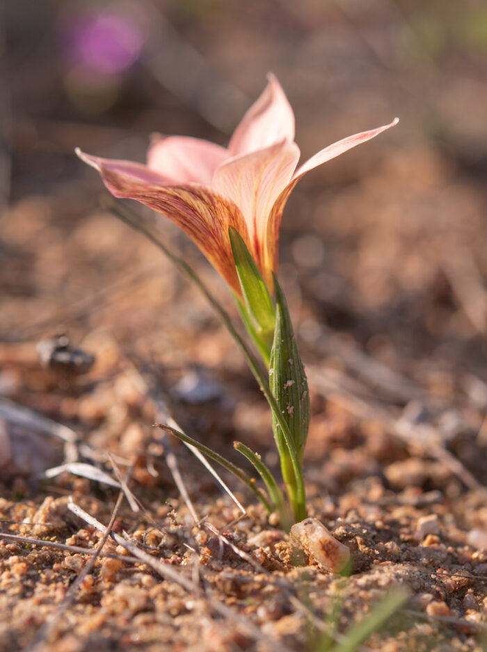 Namaqua Froetang (Romulea namaquensis)