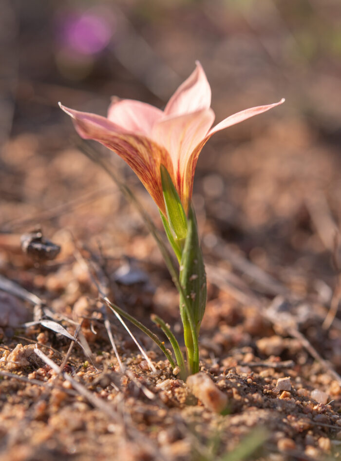 Namaqua Froetang (Romulea namaquensis)