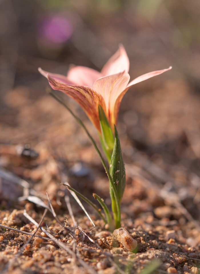 Namaqua Froetang (Romulea namaquensis)