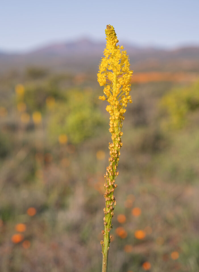 Yellow Catstail (Bulbinella latifolia latifolia)