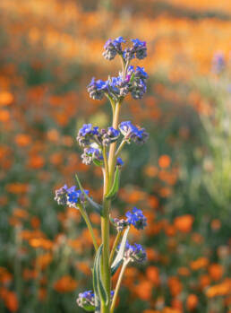 Cape Alkanet (Anchusa capensis)