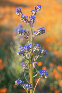 Cape Alkanet (Anchusa capensis)