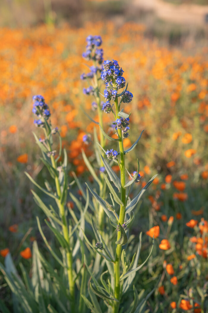 Cape Alkanet (Anchusa capensis)