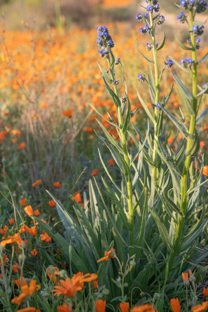 Cape Alkanet (Anchusa capensis)