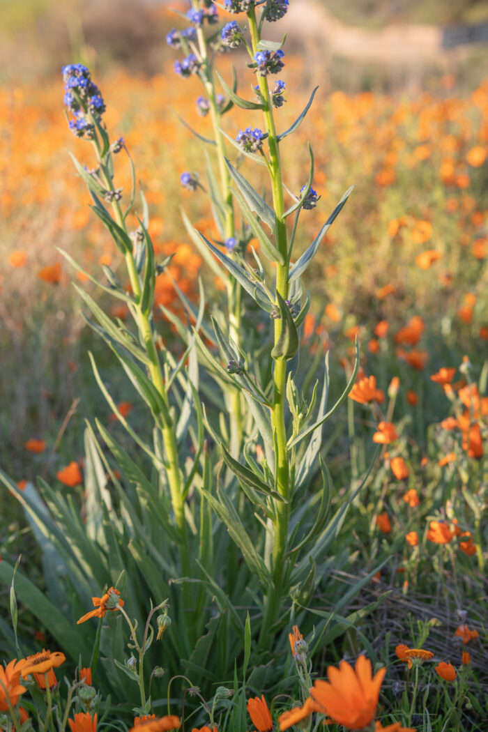 Cape Alkanet (Anchusa capensis)