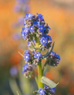 Cape Alkanet (Anchusa capensis)