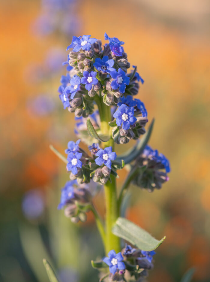 Cape Alkanet (Anchusa capensis)