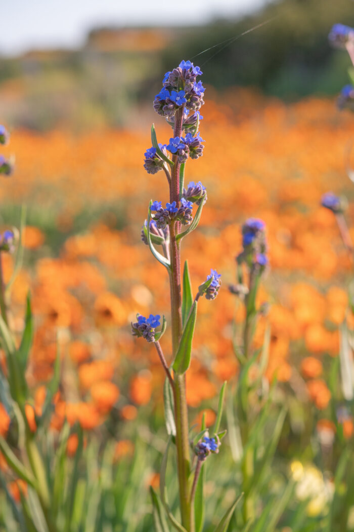 Cape Alkanet (Anchusa capensis)