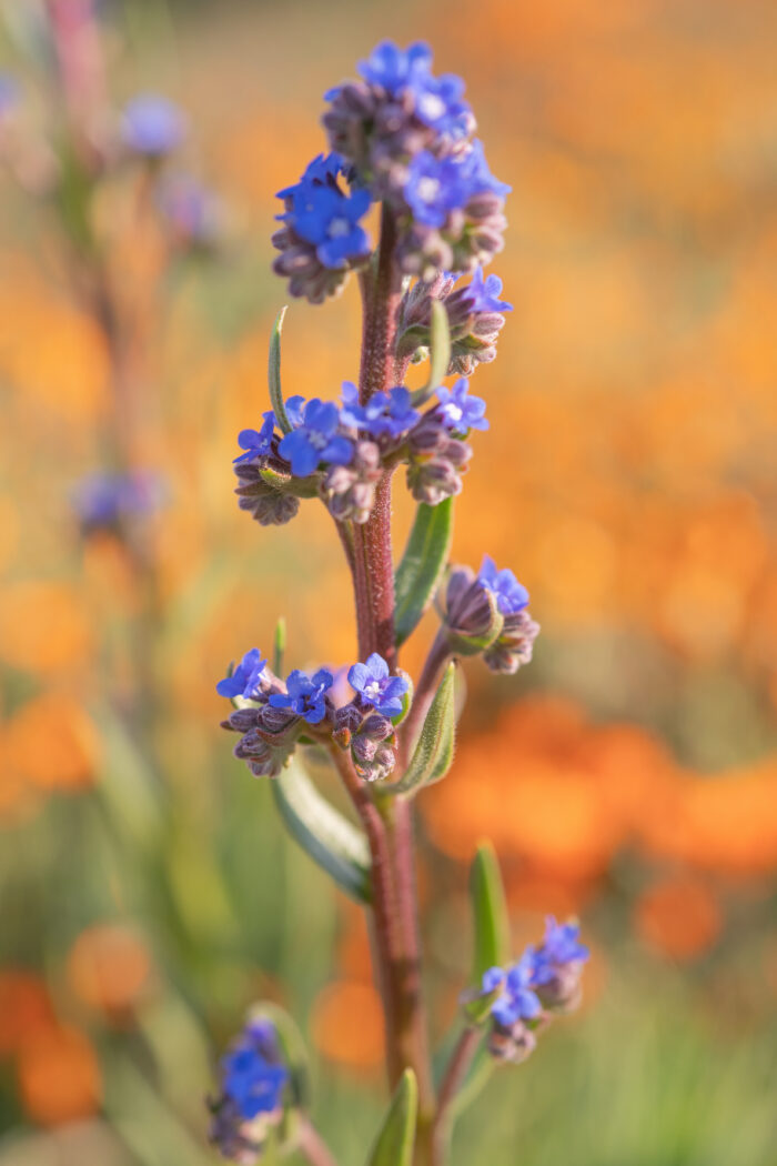 Cape Alkanet (Anchusa capensis)