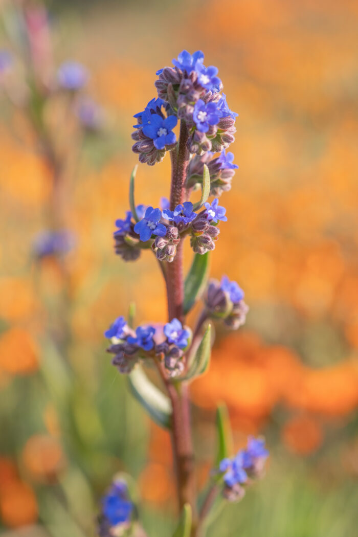 Cape Alkanet (Anchusa capensis)