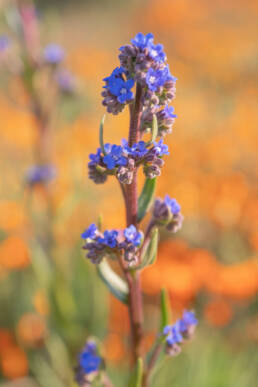 Cape Alkanet (Anchusa capensis)