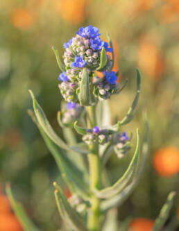 Cape Alkanet (Anchusa capensis)