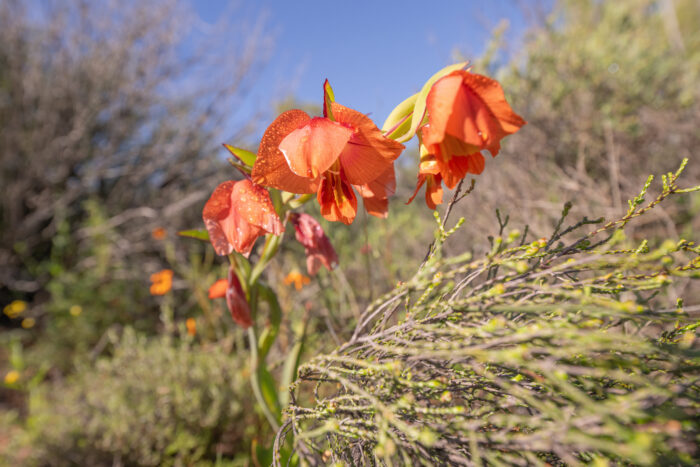 Orange Kalkoentjie (Gladiolus equitans)