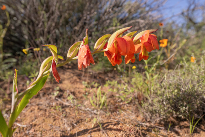 Orange Kalkoentjie (Gladiolus equitans)