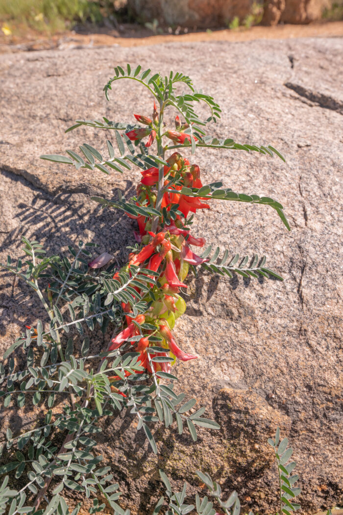 Cancer Bush (Lessertia frutescens)