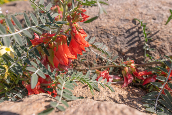 Cancer Bush (Lessertia frutescens)