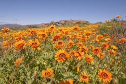 Monarch-of-the-Veldt (Arctotis fastuosa)