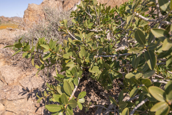 Laurel Fig (Ficus ilicina)