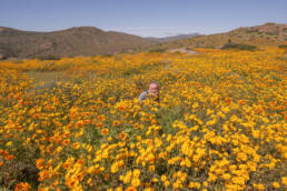 Morten Ross in field of African daisies