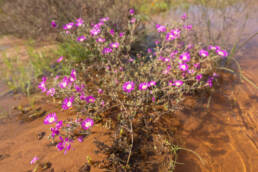 Cape plant (Ruschia)