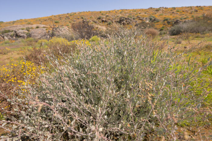 Cape plant (Chenopodioideae)