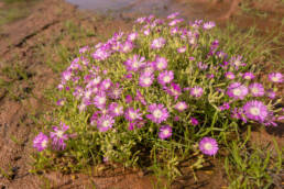 Cape plant (Ruschieae)