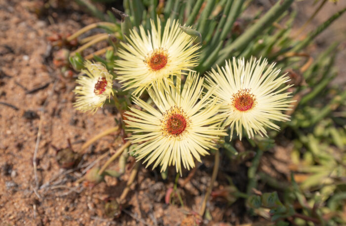 Redcentre Starfig (Cephalophyllum pillansii)