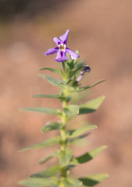 Jamesbrittenia fruticosa