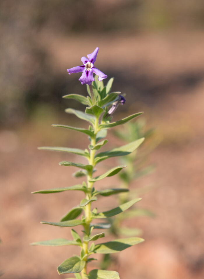 Jamesbrittenia fruticosa