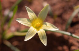 Hairy Froetang (Romulea hirta)